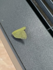 Ricania sublimata