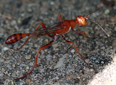 Ammophila wrightii