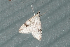Udea washingtonalis
