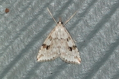 Udea washingtonalis