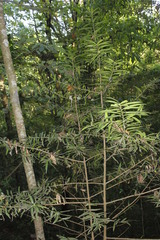 Podocarpus matudae