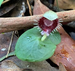Corybas pruinosus