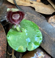 Corybas pruinosus