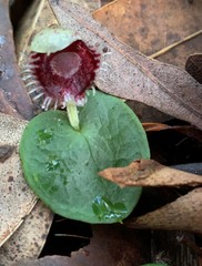 Corybas pruinosus