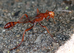 Ammophila wrightii