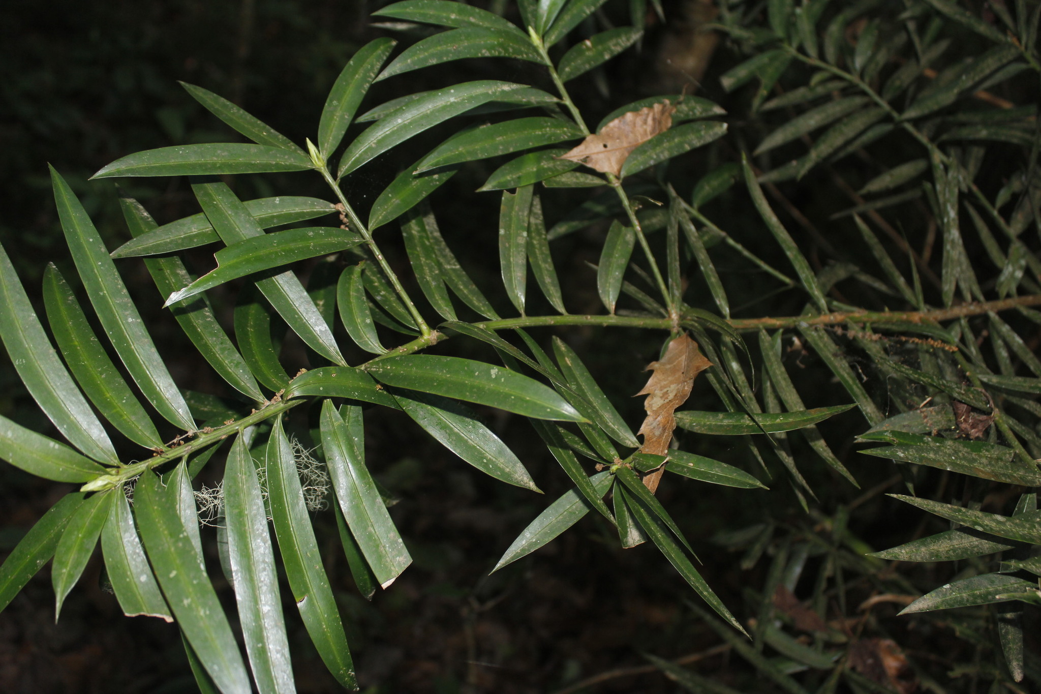 Podocarpus matudae  iNaturalist