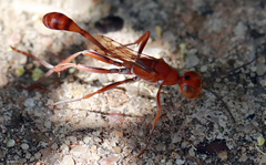 Ammophila wrightii