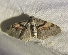 Xanthorhoe labradorensis