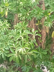 Heptapleurum arboricola