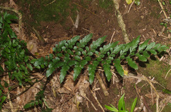 Asplenium lyallii