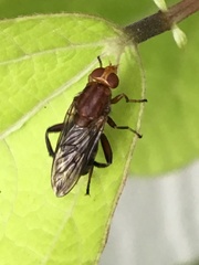 Hammerschmidtia rufa