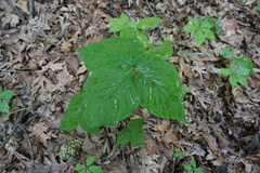 Arisaema triphyllum