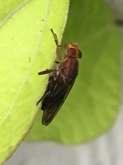 Hammerschmidtia rufa