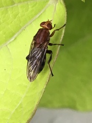 Hammerschmidtia rufa