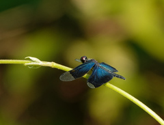 Rhyothemis plutonia