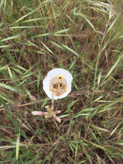 Calochortus superbus