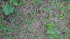 Zoysia japonica