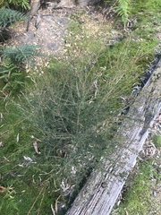 Kunzea leptospermoides