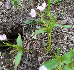Claytonia lanceolata