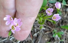 Claytonia lanceolata