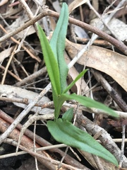 Pterostylis melagramma