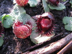 Corybas fimbriatus