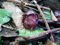 Corybas fimbriatus