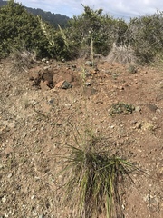 Calamagrostis ophitidis