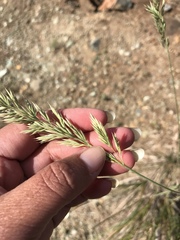 Calamagrostis ophitidis