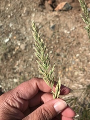 Calamagrostis ophitidis