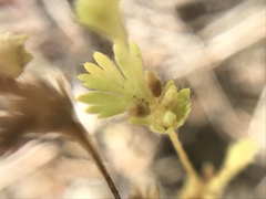 Alchemilla occidentalis