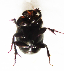 Euonthophagus carbonarius