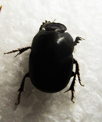 Euonthophagus carbonarius