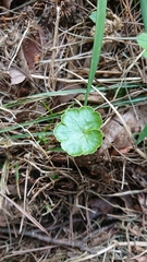 Hydrocotyle sibthorpioides