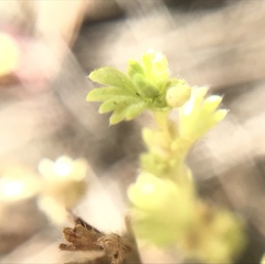 Alchemilla occidentalis