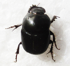 Euonthophagus carbonarius