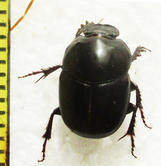 Euonthophagus carbonarius