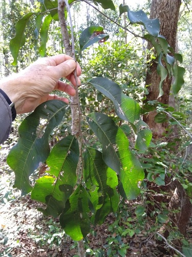 Image of Cupaniopsis simulata by (c) Tony van Kampen, some rights reserved (CC BY)