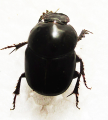 Euonthophagus carbonarius