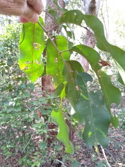 Cupaniopsis simulata