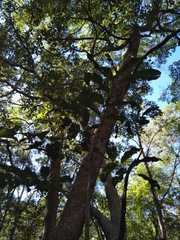 Cupaniopsis simulata