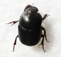Euonthophagus carbonarius