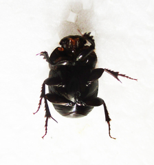 Euonthophagus carbonarius
