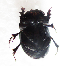 Metacatharsius opacus