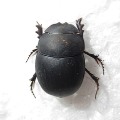 Metacatharsius opacus