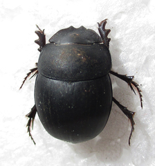 Metacatharsius opacus