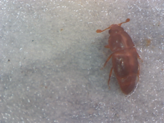Coleoptera