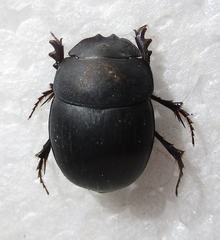 Metacatharsius opacus