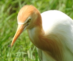 Bubulcus ibis
