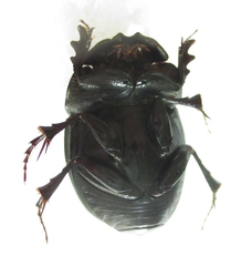 Metacatharsius opacus